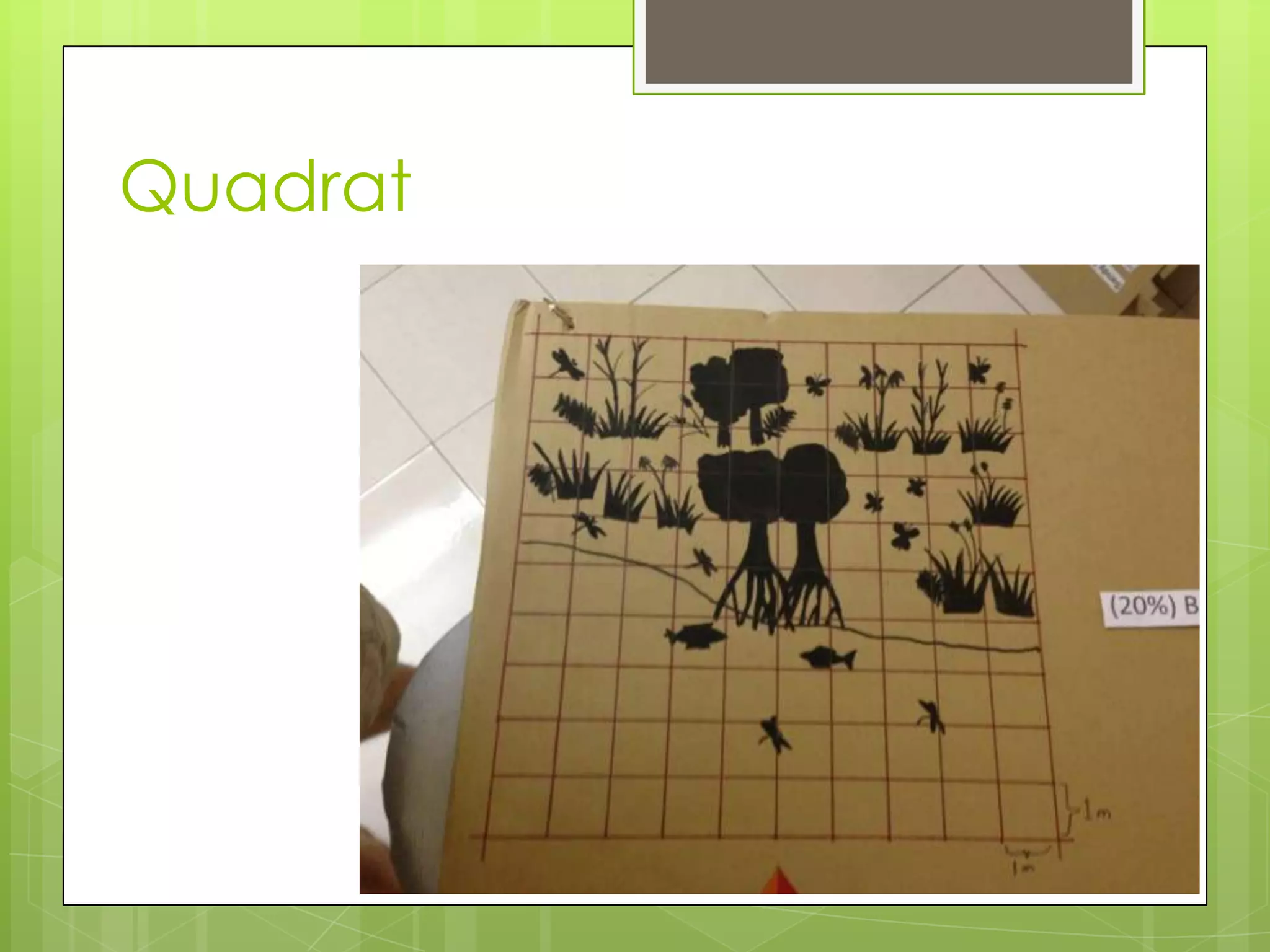 Quadrat
 