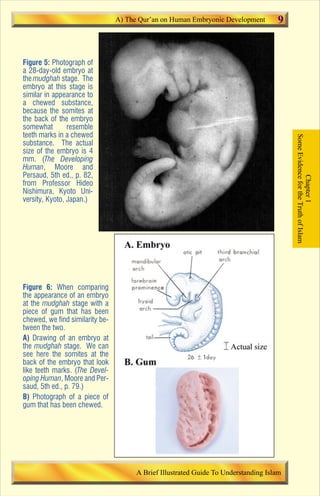 Figure 5: Photograph of 
a 28-day-old embryo at 
the mudghah stage. The 
embryo at this stage is 
similar in appearance to 
a chewed substance, 
because the somites at 
the back of the embryo 
somewhat resemble 
teeth marks in a chewed 
substance. The actual 
size of the embryo is 4 
mm. (The Developing 
Human, Moore and 
Persaud, 5th ed., p. 82, 
from Professor Hideo 
Nishimura, Kyoto Uni-versity, 
Kyoto, Japan.) 
Figure 6: When comparing 
the appearance of an embryo 
at the mudghah stage with a 
piece of gum that has been 
chewed, we find similarity be-tween 
the two. 
A) Drawing of an embryo at 
the mudghah stage. We can 
see here the somites at the 
back of the embryo that look 
like teeth marks. (The Devel-oping 
Human, Moore and Per-saud, 
5th ed., p. 79.) 
B) Photograph of a piece of 
gum that has been chewed. 
Some Evidence for the Truth of Islam 
Chapter 1 
A) The Qur’an on Human Embryonic Development 
9 
A Brief Illustrated Guide To Understanding Islam 
Contents 
 