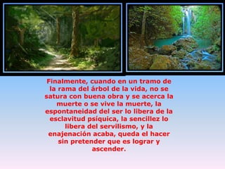 Finalmente, cuando en un tramo de
la rama del árbol de la vida, no se
satura con buena obra y se acerca la
muerte o se vive la muerte, la
espontaneidad del ser lo libera de la
esclavitud psíquica, la sencillez lo
libera del servilismo, y la
enajenación acaba, queda el hacer
sin pretender que es lograr y
ascender.

 