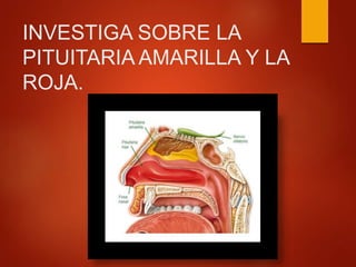 INVESTIGA SOBRE LA
PITUITARIA AMARILLA Y LA
ROJA.
 