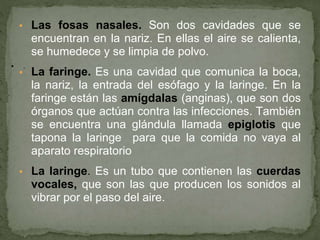 ▪ Las fosas nasales. Son dos cavidades que se
encuentran en la nariz. En ellas el aire se calienta,
se humedece y se limpia de polvo.
▪ La faringe. Es una cavidad que comunica la boca,
la nariz, la entrada del esófago y la laringe. En la
faringe están las amígdalas (anginas), que son dos
órganos que actúan contra las infecciones. También
se encuentra una glándula llamada epiglotis que
tapona la laringe para que la comida no vaya al
aparato respiratorio
▪ La laringe. Es un tubo que contienen las cuerdas
vocales, que son las que producen los sonidos al
vibrar por el paso del aire.
▪ .
 