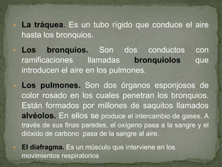 ▪ La tráquea. Es un tubo rígido que conduce el aire
hasta los bronquios.
▪ Los bronquios. Son dos conductos con
ramificaciones llamadas bronquiolos que
introducen el aire en los pulmones.
▪ Los pulmones. Son dos órganos esponjosos de
color rosado en los cuales penetran los bronquios.
Están formados por millones de saquitos llamados
alvéolos. En ellos se produce el intercambio de gases. A
través de sus finas paredes, el oxígeno pasa a la sangre y el
dióxido de carbono pasa de la sangre al aire.
▪ El diafragma. Es un músculo que interviene en los
movimientos respiratorios
 