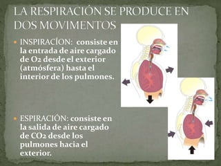  INSPIRACÍON: consiste en
la entrada de aire cargado
de O2 desde el exterior
(atmósfera) hasta el
interior de los pulmones.
 ESPIRACIÓN: consiste en
la salida de aire cargado
de CO2 desde los
pulmones hacia el
exterior.
 