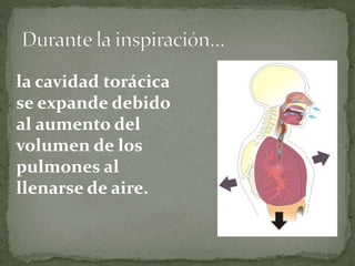 la cavidad torácica
se expande debido
al aumento del
volumen de los
pulmones al
llenarse de aire.
 