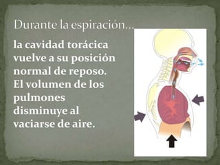 la cavidad torácica
vuelve a su posición
normal de reposo.
El volumen de los
pulmones
disminuye al
vaciarse de aire.
 
