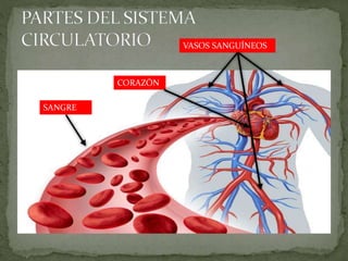 CORAZÓN
SANGRE
VASOS SANGUÍNEOS
 