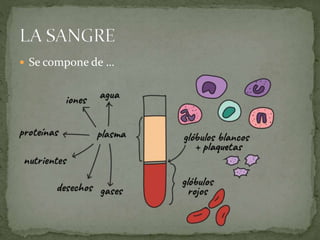  Se compone de …
 