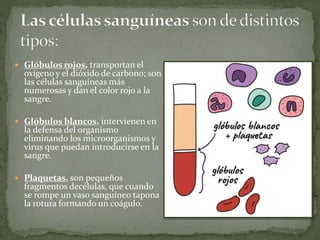  Glóbulos rojos, transportan el
oxígeno y el dióxido de carbono; son
las células sanguíneas más
numerosas y dan el color rojo a la
sangre.
 Glóbulos blancos, intervienen en
la defensa del organismo
eliminando los microorganismos y
virus que puedan introducirse en la
sangre.
 Plaquetas, son pequeños
fragmentos decélulas, que cuando
se rompe un vaso sanguíneo tapona
la rotura formando un coágulo.
 