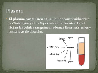  El plasma sanguíneo es un líquidoconstituido enun
90 % de agua y el 10 % por sales y nutrientes. En él
flotan las células sanguíneas además lleva nutrientes y
sustancias de desecho.
 