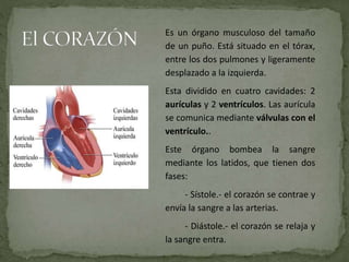 Es un órgano musculoso del tamaño
de un puño. Está situado en el tórax,
entre los dos pulmones y ligeramente
desplazado a la izquierda.
Esta dividido en cuatro cavidades: 2
aurículas y 2 ventrículos. Las aurícula
se comunica mediante válvulas con el
ventrículo..
Este órgano bombea la sangre
mediante los latidos, que tienen dos
fases:
- Sístole.- el corazón se contrae y
envía la sangre a las arterias.
- Diástole.- el corazón se relaja y
la sangre entra.
 