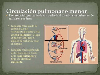  Es el recorrido que realiza la sangre desde el corazón a los pulmones. Se
realiza en dos fases.
• La sangre con dióxido de
carbono sale del
ventrículo derecho porla
arteria pulmonar y llega
al pulmón. Allí deja el
dióxido de carbono y coge
el oxígeno.
• La sangre con oxígeno sale
de los pulmones a través
de la vena pulmonar y
llega a la aurícula
izquierda.
 