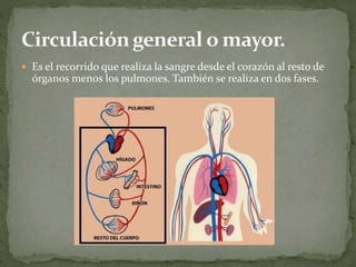  Es el recorrido que realiza la sangre desde el corazón al resto de
órganos menos los pulmones. También se realiza en dos fases.
 
