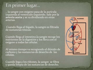 .. la sangre con oxígeno pasa de la aurícula
izquierda al ventrículo izquierdo. Sale por la
arteria aorta y se va dividiendo en otras
arterias.
Cuando llega al hígado, la sangre es filtrada
de sustancias tóxicas.
Cuando llega al intestino,la sangre recoge los
nutrientes de la digestión y los lleva con el
oxígen0 a todas las células.
Al mismo tiempo va recogiendo el dióxido de
carbono y las sustancias de desecho de las
células.
Cuando lega a los riñones, la sangre se filtra
y queda limpia de las sustancias de desecho.
 