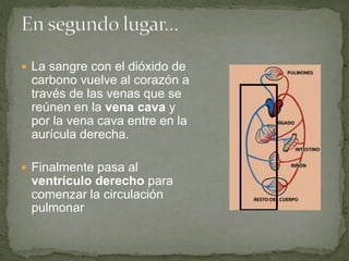 La sangre con el dióxido de
carbono vuelve al corazón a
través de las venas que se
reúnen en la vena cava y
por la vena cava entre en la
aurícula derecha.
 Finalmente pasa al
ventrículo derecho para
comenzar la circulación
pulmonar
 