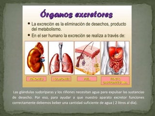 Las glándulas sudoríparas y los riñones necesitan agua para expulsar las sustancias
de desecho. Por eso, para ayudar a que nuestro aparato excretor funciones
correctamente debemos beber una cantidad suficiente de agua ( 2 litros al día).
 