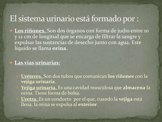 Los riñones. Son dos órganos con forma de judío entre 10
y 12 cm de longitud que se encarga de filtrar la sangre y
expulsar las sustancias de desecho junto con agua. Este
líquido se llama orina.
 Las vías urinarias:
 Uréteres. Son dos tubos que comunican los riñones con la
vejiga urinaria.
 Vejiga urinaria. Es una cavidad musculosa que almacena la
orina. Tiene forma de bolsa.
 Uretra. Es un conducto por el que, cuando la vejiga está
llena, la orina se expulsa al exterior.
 