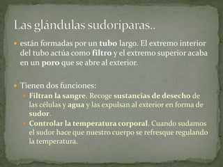  están formadas por un tubo largo. El extremo interior
del tubo actúa como filtro y el extremo superior acaba
en un poro que se abre al exterior.
 Tienen dos funciones:
 Filtran la sangre. Recoge sustancias de desecho de
las células y agua y las expulsan al exterior en forma de
sudor.
 Controlar la temperatura corporal. Cuando sudamos
el sudor hace que nuestro cuerpo se refresque regulando
la temperatura.
 