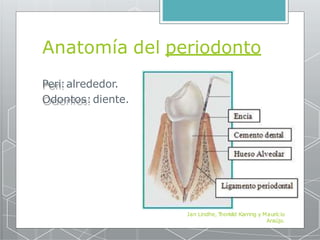 Anatomía del periodonto
Peri:alrededor.
Odontos:diente.
Jan Lindhe, Thorkild Karring y Maurício
Araújo.
 
