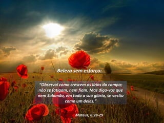 Beleza sem esforço: “ Observai como crescem os lírios do campo; não se fatigam, nem fiam. Mas digo-vos que nem Salomão, em toda a sua glória, se vestiu como um deles.” Mateus, 6:28-29 