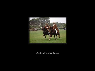 Caballos de Paso  