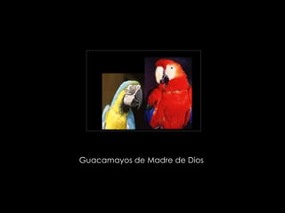 Guacamayos de Madre de Dios  