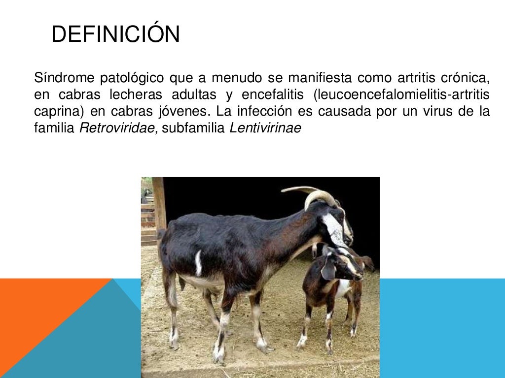 Encefalitis y artritis caprina