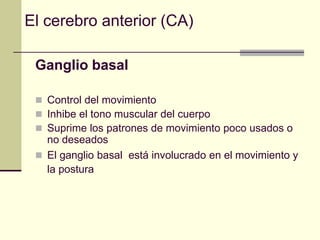 El cerebro anterior (CA)

 Ganglio basal

  Control del movimiento
  Inhibe el tono muscular del cuerpo
  Suprime los patrones de movimiento poco usados o
   no deseados
  El ganglio basal está involucrado en el movimiento y
   la postura
 