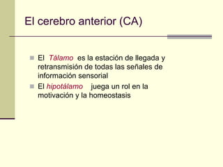 El cerebro anterior (CA)


  El Tálamo es la estación de llegada y
   retransmisión de todas las señales de
   información sensorial
  El hipotálamo juega un rol en la
   motivación y la homeostasis
 