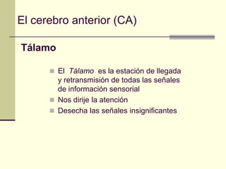 El cerebro anterior (CA)

Tálamo

       El Tálamo es la estación de llegada
        y retransmisión de todas las señales
        de información sensorial
       Nos dirije la atención
       Desecha las señales insignificantes
 