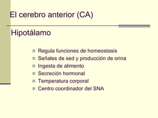 El cerebro anterior (CA)

Hipotálamo

       Regula funciones de homeostasis
       Señales de sed y producción de orina
       Ingesta de alimento
       Secreción hormonal
       Temperatura corporal
       Centro coordinador del SNA
 
