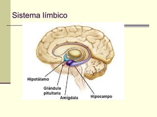 Sistema límbico
 