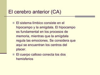 El cerebro anterior (CA)

  El sistema límbico consiste en el
   hipocampo y la amígdala. El hipocampo
   es fundamental en los procesos de
   memoria, mientras que la amígdala
   regula las emociones. Se considera que
   aqui se encuentran los centros del
   placer.
  El cuerpo calloso conecta los dos
   hemisferios
 