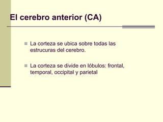 El cerebro anterior (CA)


    La corteza se ubica sobre todas las
     estrucuras del cerebro.

    La corteza se divide en lóbulos: frontal,
     temporal, occipital y parietal
 