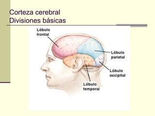 Corteza cerebral
Divisiones básicas
 