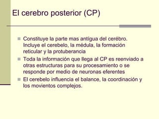 El cerebro posterior (CP)


  Constituye la parte mas antígua del cerébro.
   Incluye el cerebelo, la médula, la formación
   reticular y la protuberancia
  Toda la información que llega al CP es reenviado a
   otras estructuras para su procesamiento o se
   responde por medio de neuronas eferentes
  El cerebelo influencia el balance, la coordinación y
   los movientos complejos.
 