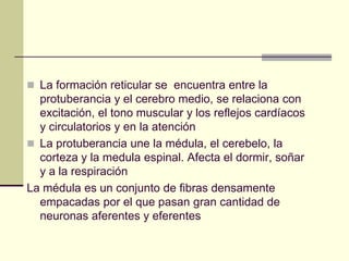  La formación reticular se encuentra entre la
  protuberancia y el cerebro medio, se relaciona con
  excitación, el tono muscular y los reflejos cardíacos
  y circulatorios y en la atención
 La protuberancia une la médula, el cerebelo, la
  corteza y la medula espinal. Afecta el dormir, soñar
  y a la respiración
La médula es un conjunto de fibras densamente
  empacadas por el que pasan gran cantidad de
  neuronas aferentes y eferentes
 