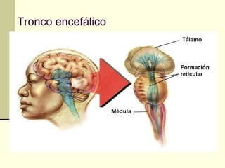 Tronco encefálico
 