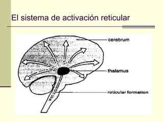 El sistema de activación reticular
 