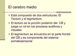 El cerebro medio

 Está compuesto de dos estructuras: El
  Tectum y el tegmentum.
 El tectum es la porción posterior del CB y
  juega un rol en los procesos auditivos y
  visuales
 El tegmentum se encuentra en la parte frontal
  del CB y es componente del sistema
  somatosensorial
 