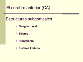 El cerebro anterior (CA)

Estructuras subcorticales
      Ganglio basal

      Tálamo

      Hipotálamo

      Sistema límbico
 