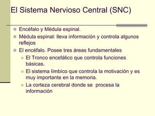 El Sistema Nervioso Central (SNC)

 Encéfalo y Médula espinal.
 Médula espinal: lleva información y controla algunos
  reflejos
 El encéfalo. Posee tres áreas fundamentales
    El Tronco encefálico que controla funciones
      básicas.
    El sistema límbico que controla la motivación y es
      muy importante en la memoria.
    La corteza cerebral donde se procesa la
      información
 