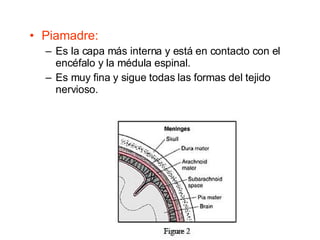 Piamadre: Es la capa más interna y está en contacto con el encéfalo y la médula espinal. Es muy fina y sigue todas las formas del tejido nervioso. 