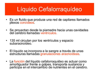 Líquido Cefalorraquídeo Es un fluido que produce una red de capilares llamados plexos  coroídeos . Se proyectan desde la piamadre hacia unas cavidades del cerebro llamadas  ventrículos. 135 ml circulan por los ventrículos y espacio subaracnoídeo. El líquido se incorpora a la sangre a través de unas estructuras llamadas  granulaciones aracnoídeas . La  función  del líquido cefalorraquídeo es actuar como amortiguador frente a golpes, transporta sustancia y participa en el intercambio de nutrientes en el cerebro. 