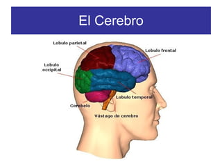 El Cerebro 