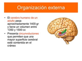 Organización externa El  cerebro humano de un adulto  pesa aproximadamente 1400 gr y tiene un volumen entre 1350 y 1500 cc Presenta  circunvoluciones  que permiten que una mayor superficie cerebral esté contenida en el cráneo 