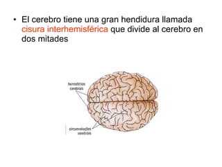 El cerebro tiene una gran hendidura llamada  cisura interhemisférica  que divide al cerebro en dos mitades 