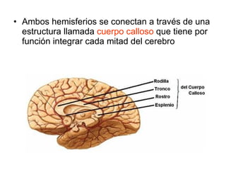 Ambos hemisferios se conectan a través de una estructura llamada  cuerpo calloso  que tiene por función integrar cada mitad del cerebro 