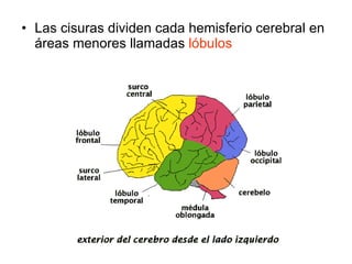 Las cisuras dividen cada hemisferio cerebral en áreas menores llamadas  lóbulos   