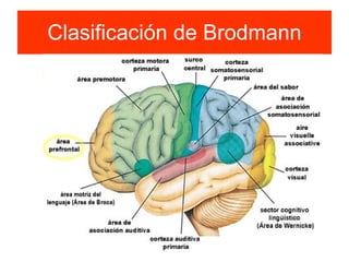Clasificación de Brodmann 