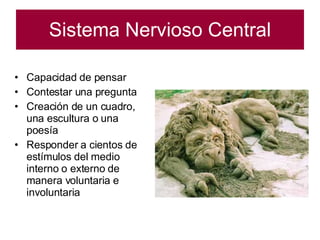 Sistema Nervioso Central Capacidad de pensar Contestar una pregunta Creación de un cuadro, una escultura o una poesía Responder a cientos de estímulos del medio interno o externo de manera voluntaria e involuntaria 